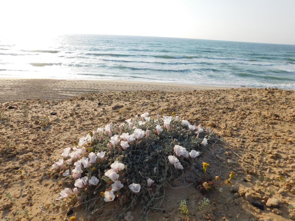 Sunrise Apartment Asjkelon Buitenkant foto